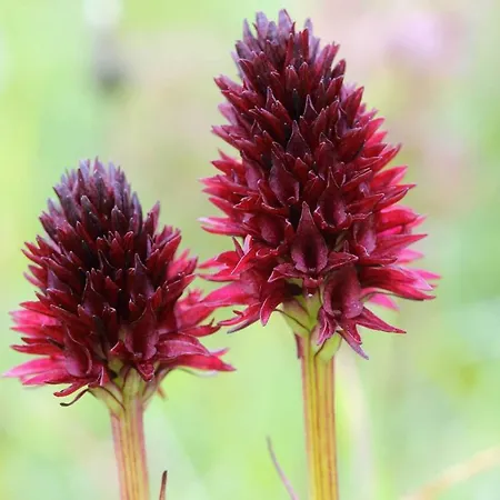 La Nigritella Hotel 3*